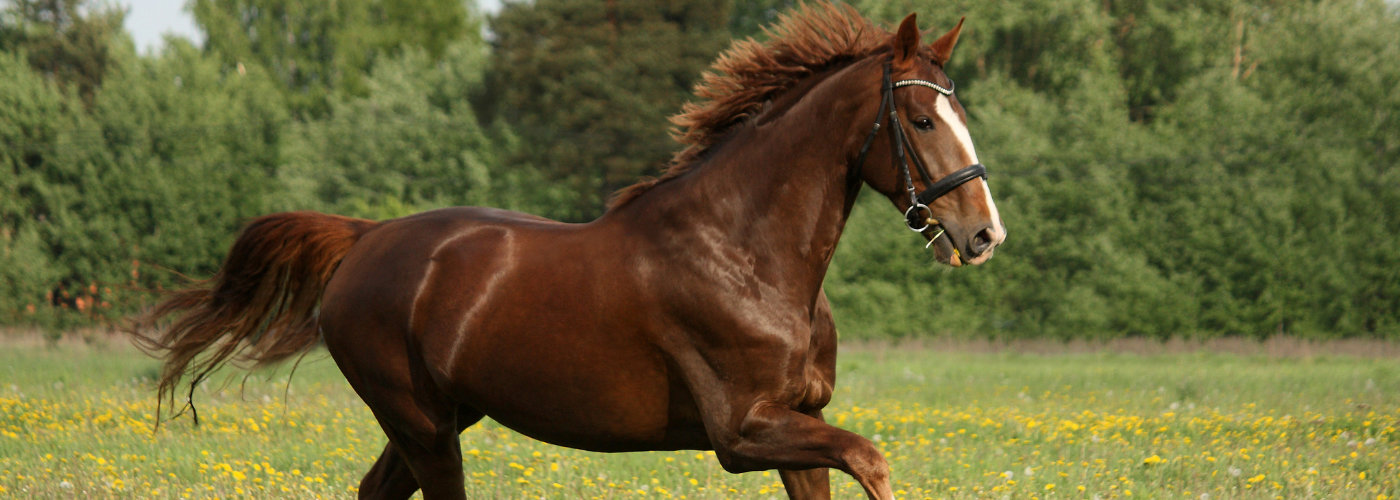 banner performance-caballo-v92