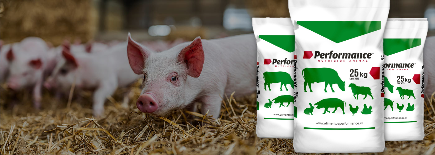 banner alimentos-performance-01